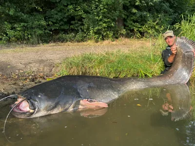 A fost pescuit un somn de 2,72 metri lungime. Unde a fost capturat și ce greutate are - FOTO Instagram via bild.de
