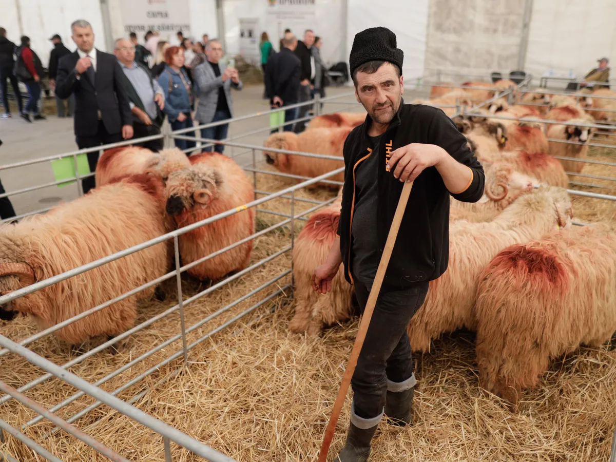 Cioban cu oi - Inquam Photos / George Călin