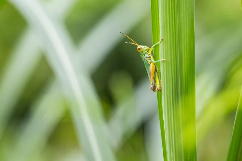 Insectă pe o frunză - Foto: Peexels (Imagine cu rol ilustrativ)
