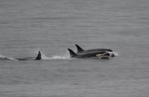 FOTO: Ken Balcomb/Center for Whale Research