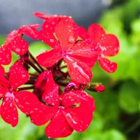 Flori Foto: Freepik (imagine cu rol ilustrativ)