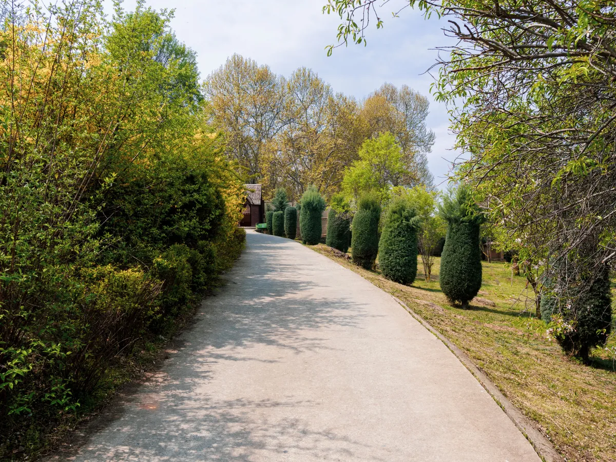 Tuia intră în istorie! Oamenii plantează aceste plante în masă în curțile lor pentru că înfrumusețează grădina