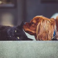 În Timișoara, oamenii care doresc să își cumpere animale de companie au nevoie de acordul vecinilor/FOTO: pixabay.com
