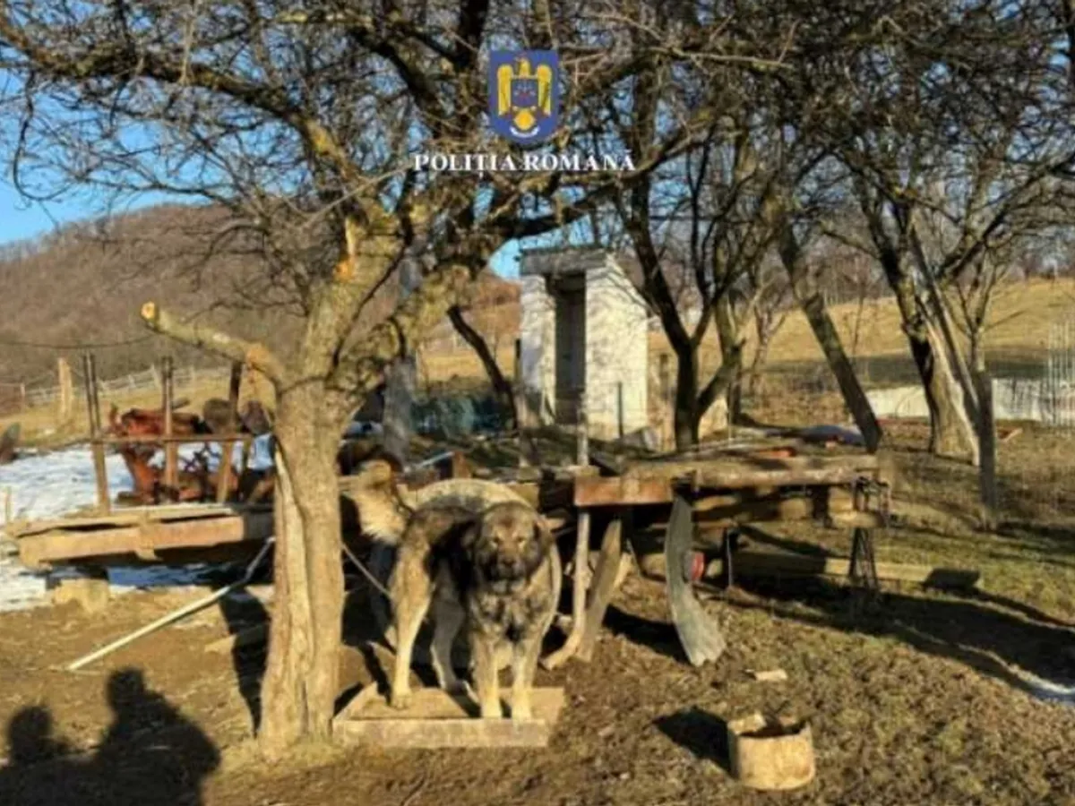 Amendă de 25.000 lei și dosar penal, pentru stăpânul a 6 câini. Ce a făcut bărbatul - Foto: Poliția Română