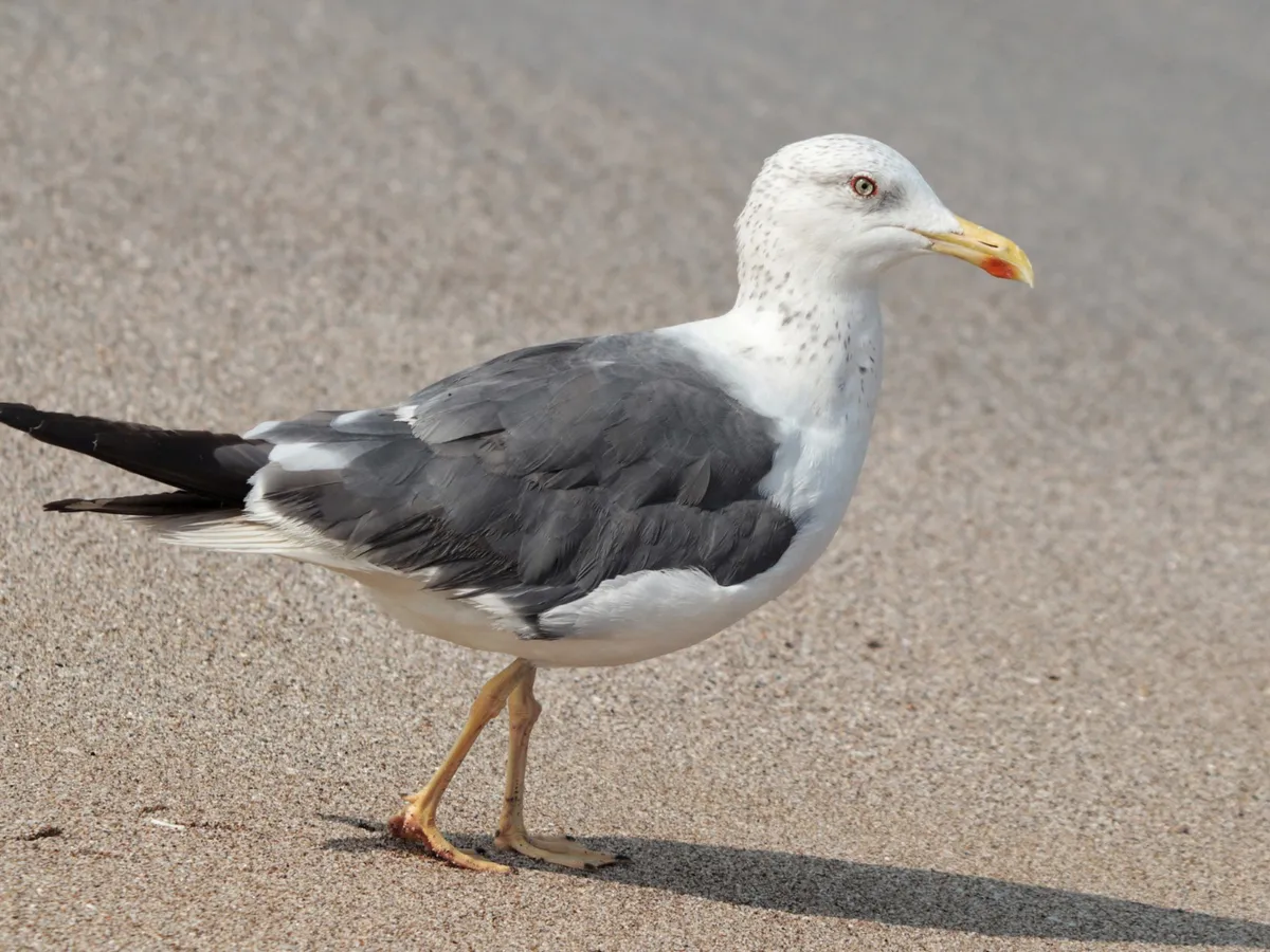 Pescăruș - Foto: Freepik (rol ilustrativ)