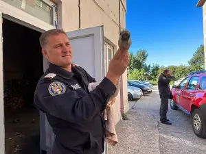 Pui de lebădă salvat de pompierii din Tulcea - Foto: ISU Tulcea