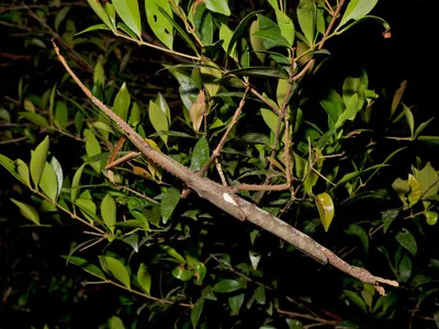 VIDEO Insectă-băț de 40 de cm lungime, descoperită în Australia. Specia trăiește la altitudini mari - Foto: X / Professor Angus Emmott  @jcu