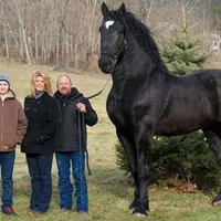 Imagini cu animale gigant. Multe dintre ele sunt specii obișnuite însă au dimensiuni foarte mari Foto: stableexpress.com (fotografie cu caracter ilustrativ)