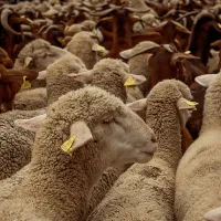 Ţara în care fermierii oferă oile gratuit - Foto: Profimedia Images - imagine cu caracter ilustrativ