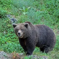 Un bărbat, rănit după ce a fost atacat de urs. A fost transmis mesaj Ro-Alert - Foto: Profimedia Images (Imagine cu rol ilustrativ)