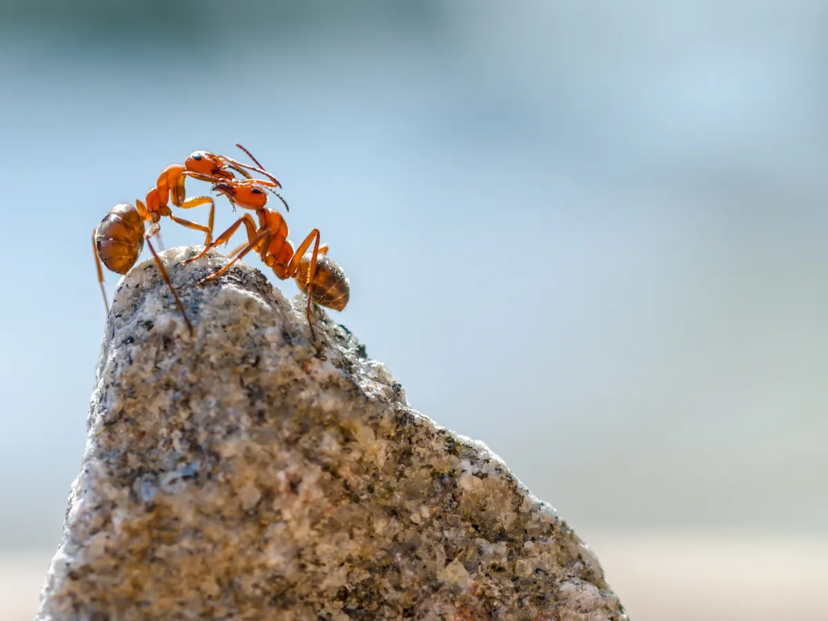Furncile roșii de foc au invadat Europa. Pot provoca daune imense și sunt mortale. Pot ajunge în România?