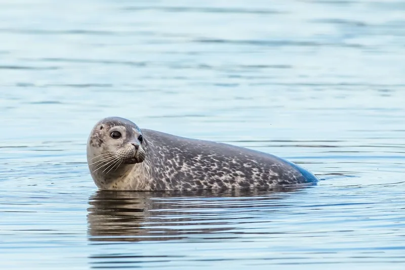 Foca
