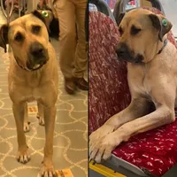 Povestea lui Boji, cățelul fără stăpân care a mers zilnic cu metroul și autobuzul, ca să fie adoptat - Foto: X / @tcbuyuksehir
