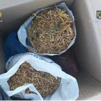 Mai multe kilograme de cannabis confiscate de D.I.I.C.O.T în Constanța. / Foto: Poliția Română