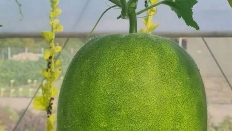 Cercetători români cu „patentat” cel mai mic pepene din lume și au aclimatizat pepenele de iarnă - Foto: agerpres.ro