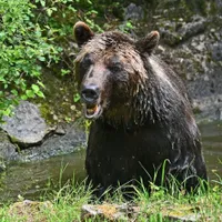 „Liber” la vânat urși în România. Tanczos Barna: Astfel putem opri creșterea populației de urs brun - Foto: Profimedia images - Caracter ilustrativ