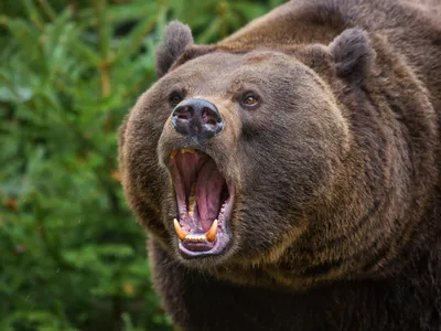 Bestia care l-a atacat pe șeful Salvamont Predeal, împușcat mortal. Puii ursoaicei au fost relocați - Foto: Profimedia images - Caracter ilustrativ