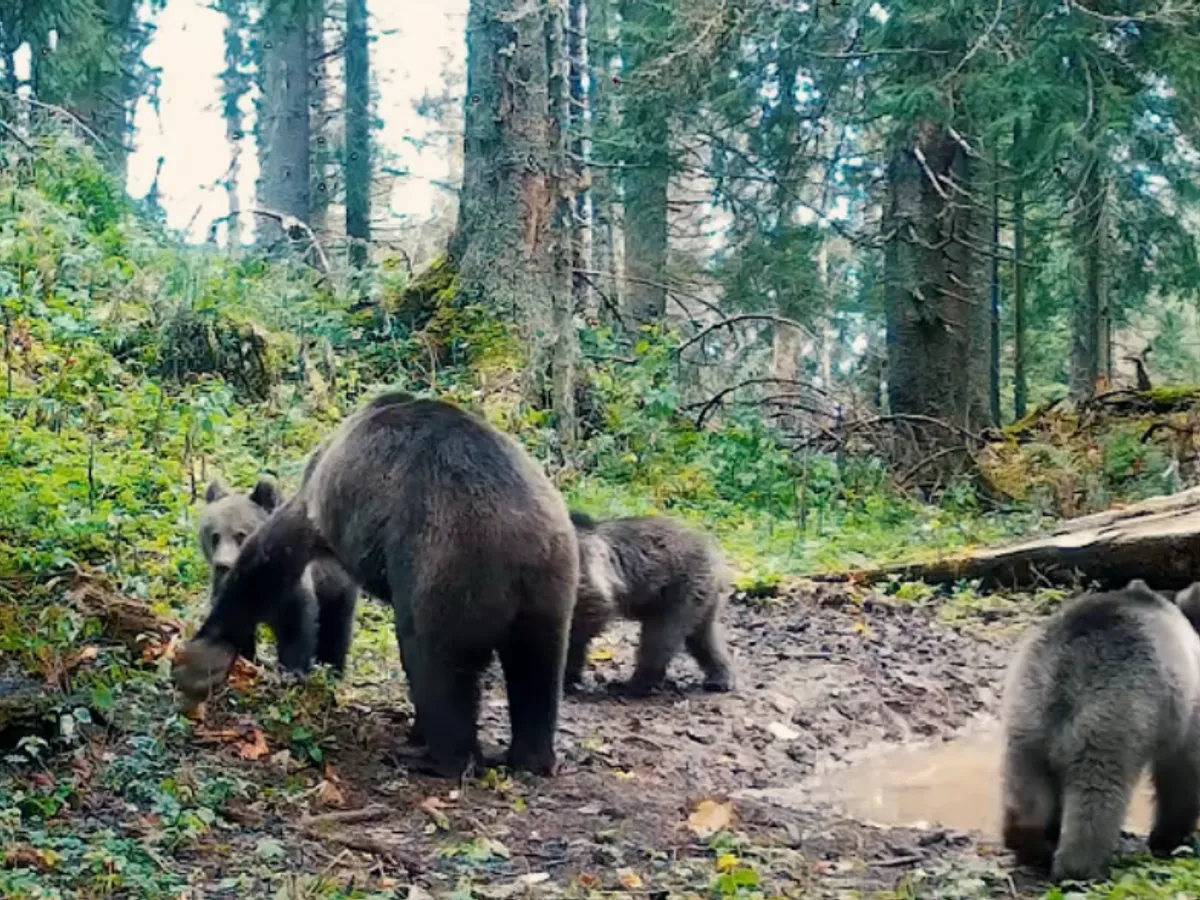 VIDEO Ursoaică grijulie cu cei trei pui ai ei, surprinsă în imagini în Parcul Natural Apuseni - Foto: Captură / Facebook - Regia Nationala a Padurilor - Romsilva