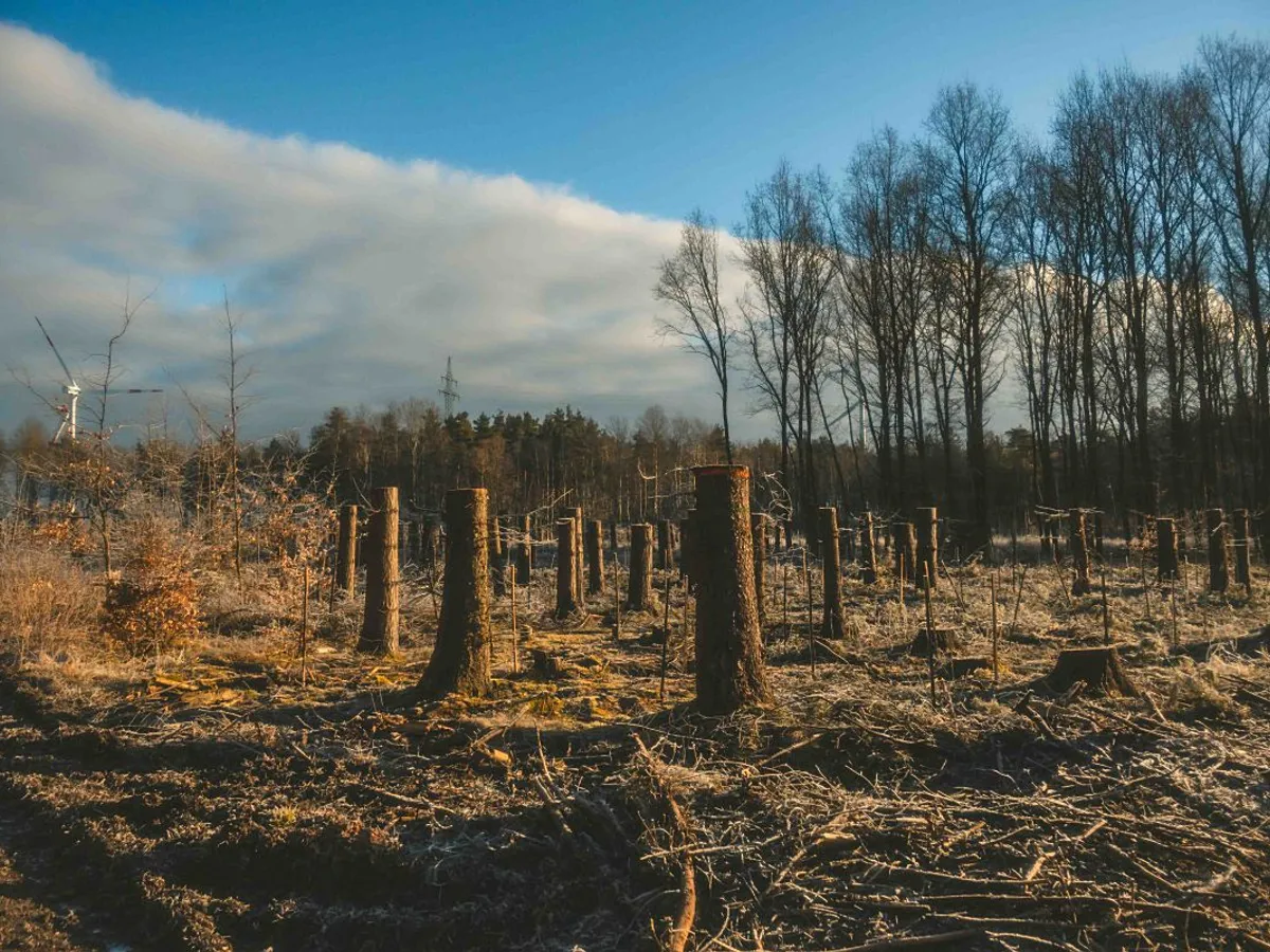 Pădure defrişată - Foto: Pexels/Arlind D.