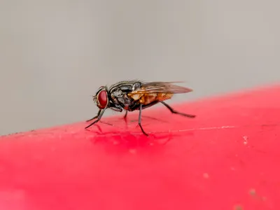 Muște Foto: Pexels (imagine cu rol ilsutrativ)