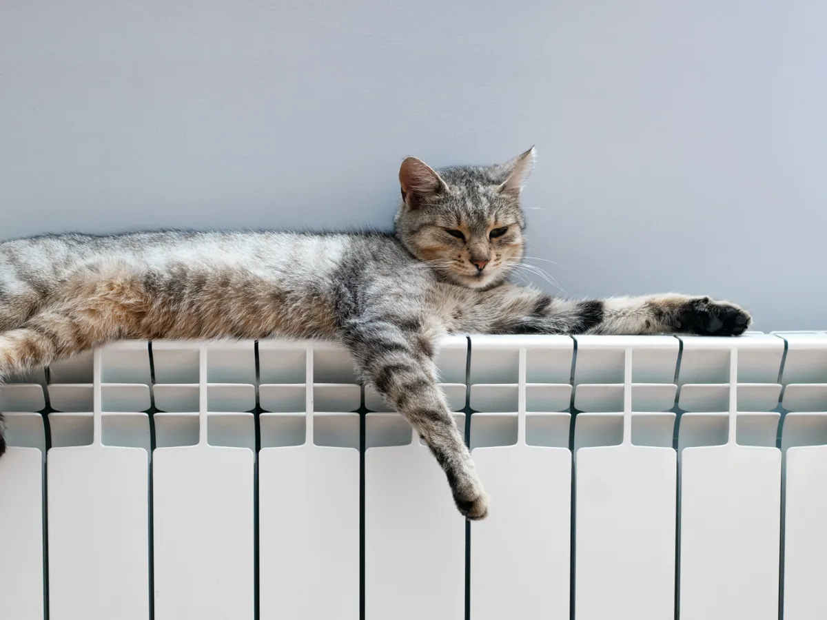 Pisică care doarme pe calorifer - Foto: Freepik (Imagine cu rol ilustrativ)