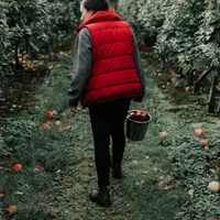Românii sunt ademeniți la muncă în livezi Foto: Unsplash.com - rol ilustrativ