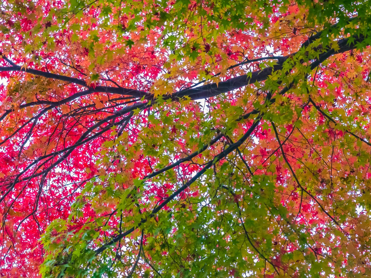 Copac înflorit Foto: Freepik (imagine cu rol ilustrativ)