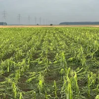 PSD ia măsuri pentru a susține financiar agricultorii cu producții afectate masiv de secetă (P) - Foto: Agra Asigurari - Imagine cu rol ilustrativ