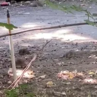 VIDEO Locuitorii de Podgoria sunt invadați de șobolani și spun că nimeni nu-i ajută/ FOTO: aradon.ro