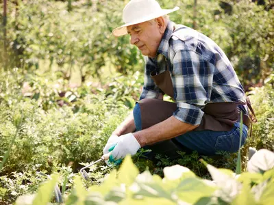 Care agricultori români iau subvenție APIA pe teren și animale în luna octombrie? - Foto: Freepik