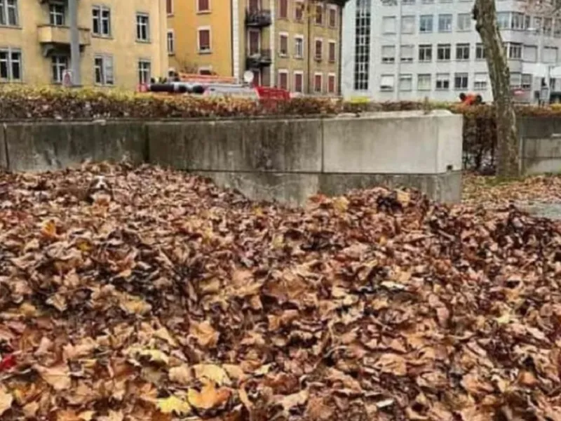 Găsește cățelul în frunze Foto: jpost.com