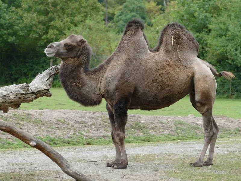 Cămilele, renii, păsările captive, câinii, pisicile și dihorii vor fi înregistraţi - Foto: PXHere/CC0