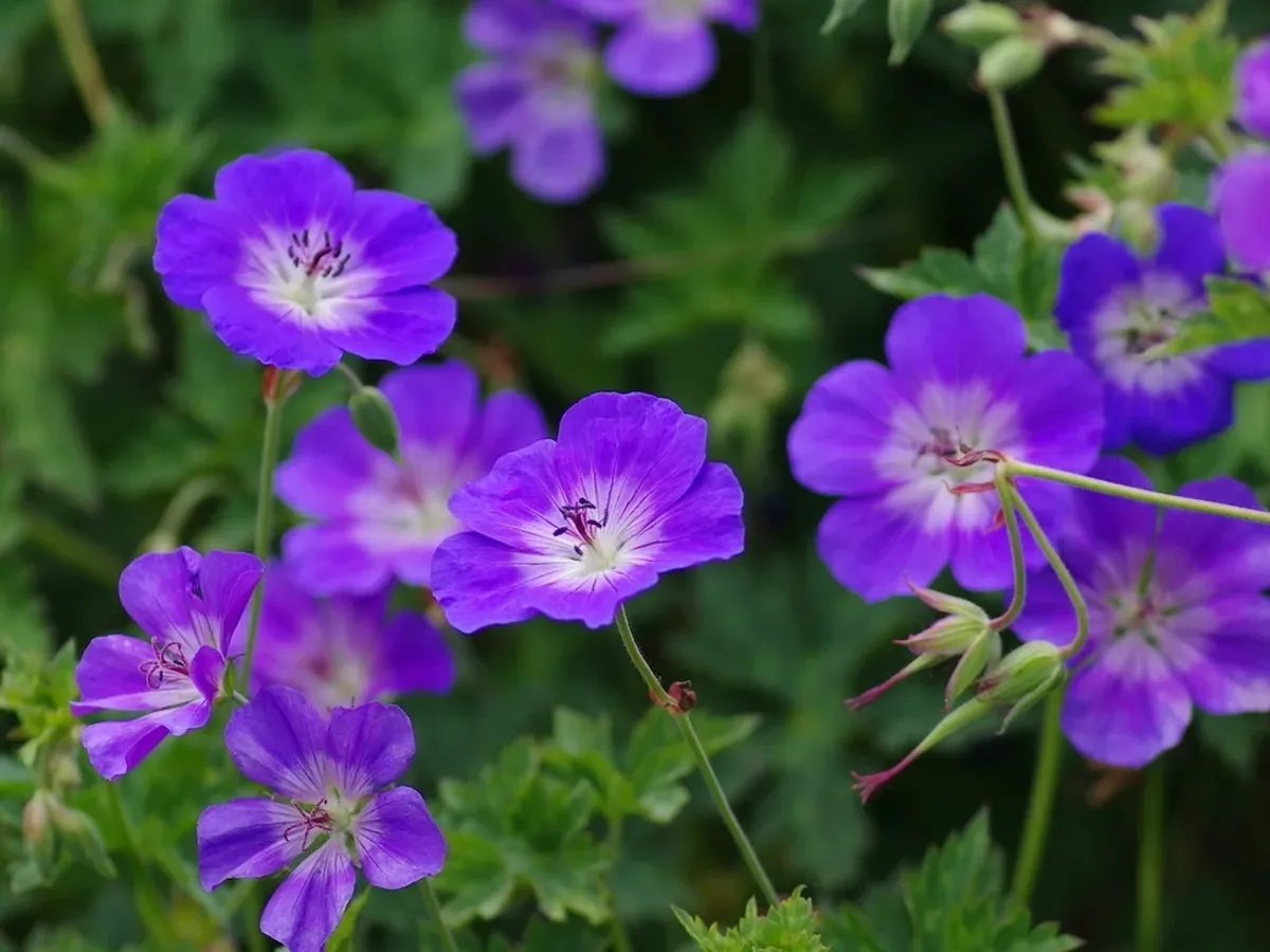 Geranium - Foto: gradina-noastra.ro