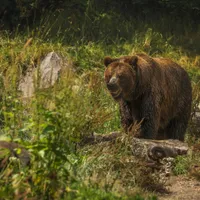 Povestea tinerei ucise de urs în Bucegi face înconjurul Europei și SUA: Urșii terorizează localnicii - Foto: Freepik.com (Imagine cu rol ilustrativ)