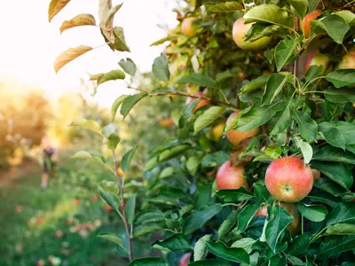 Livadă Foto: Freepik (imagine cu rol ilustrativ)