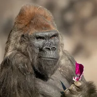 Una din gorilele care au scăpat de coronavirus Foto: Facebook San Diego Zoo Safari Park