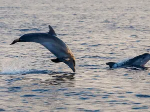 Turiștii au înotat cu delfinii, pe litoralul românesc - Foto: Profimedia Images/ Imagine cu caracter ilustrativ