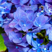 Hortensie Foto: Freepik (imagine cu rol ilustrativ)