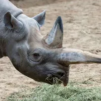 Kilaguni a trăit 46 de ani și a avut cinci urmași Foto: Zoo Berlin