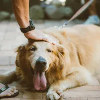 A apărut un țânțar care pot infecta oamenii și câinii cu o boală. Afectează ficatul și măduva osoasă Foto: Pexels (fotografie cu caracter ilustrativ)