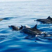 Delfinii din Marea Neagră sunt uciși de sonarele militare. Sute de delfini morți, aproape de Odesa/FOTO: Unsplash