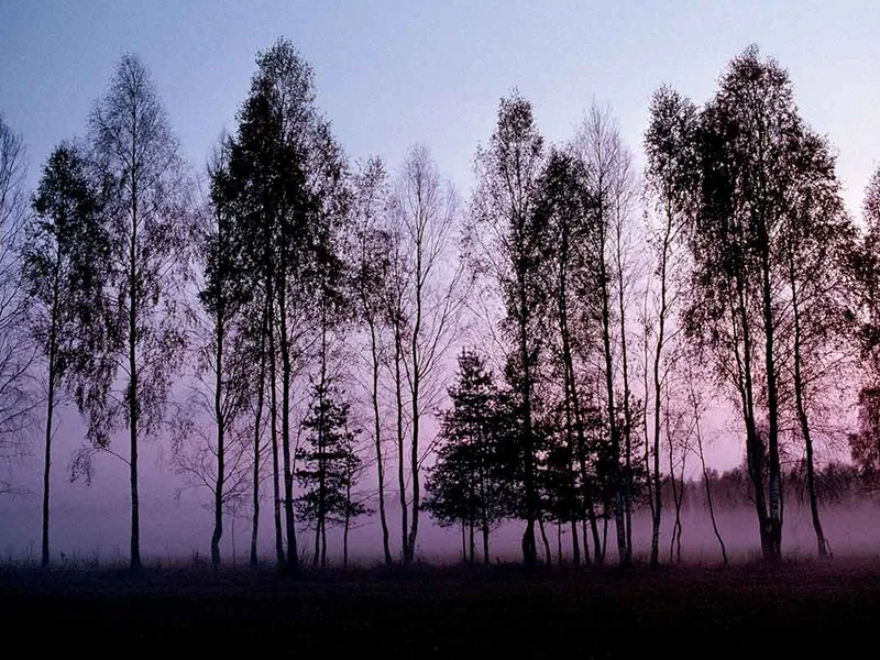 Pădurea Bialowieza - Polonia