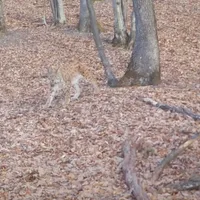 Râs surprins în Munții Vrancei - Foto: Captură Video
