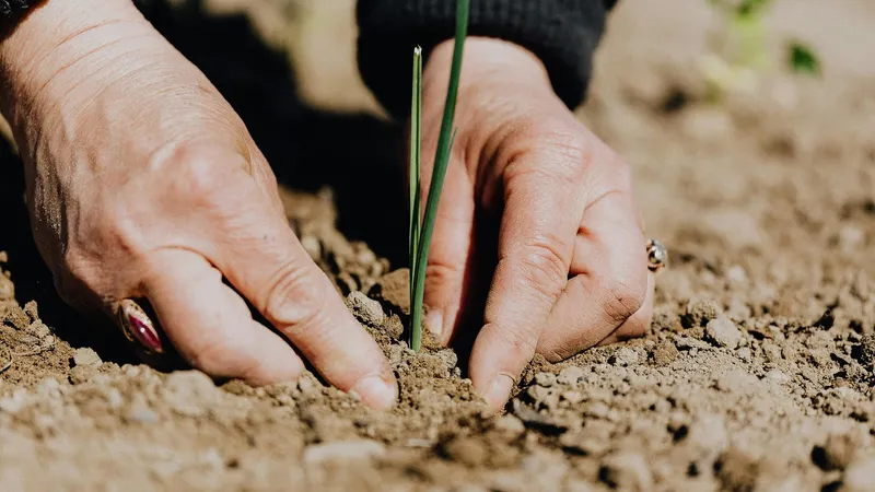 „Creditul Fermierului”, noua schemă de ajutor pentru agricultorii români