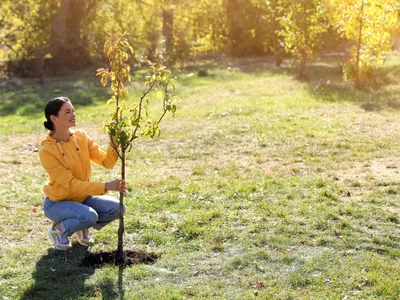 Femeie care plantează un copac - Foto: Magnific.com (Imagine cu rol ilustrativ)