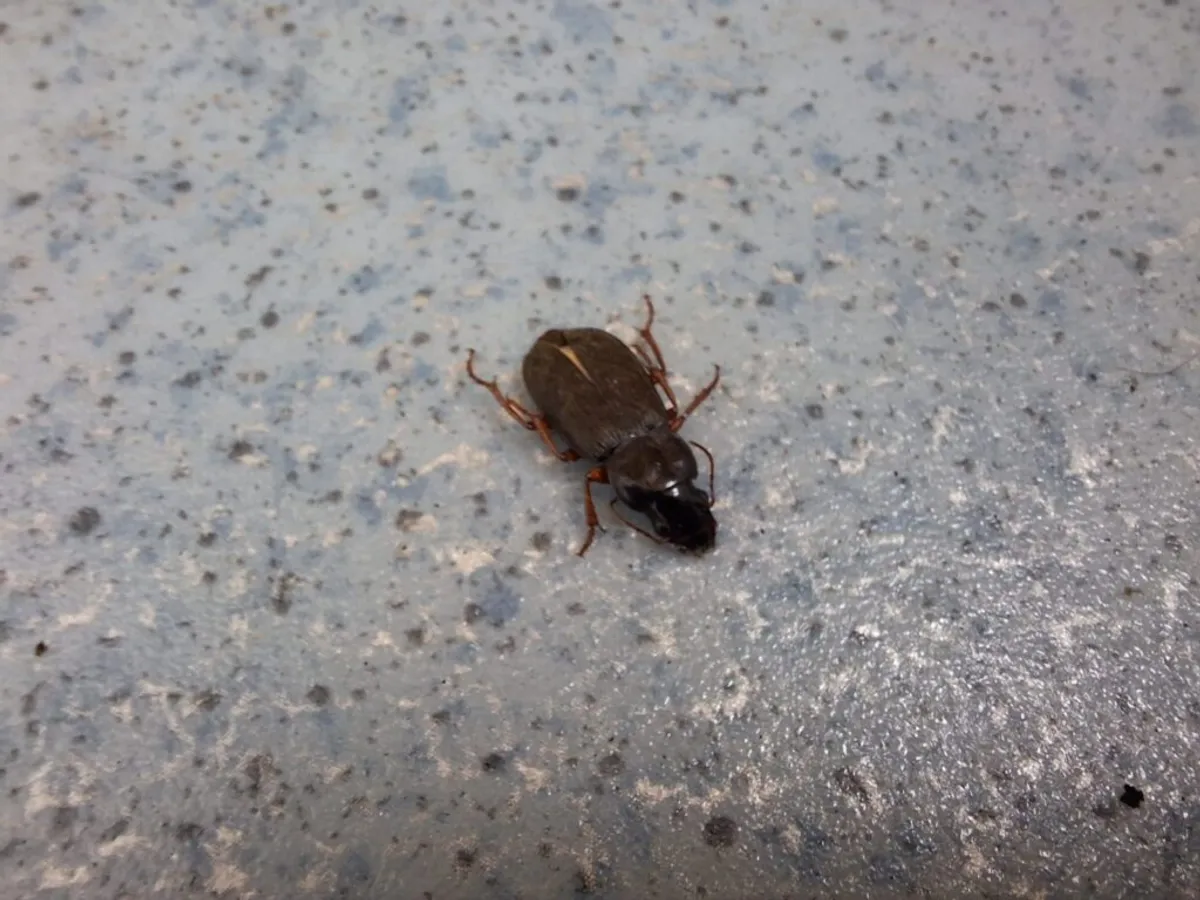 Cât sunt de periculoși gândacii care au invadat apartamentele în ultimele zile?  - Foto: ziaruldeiasi