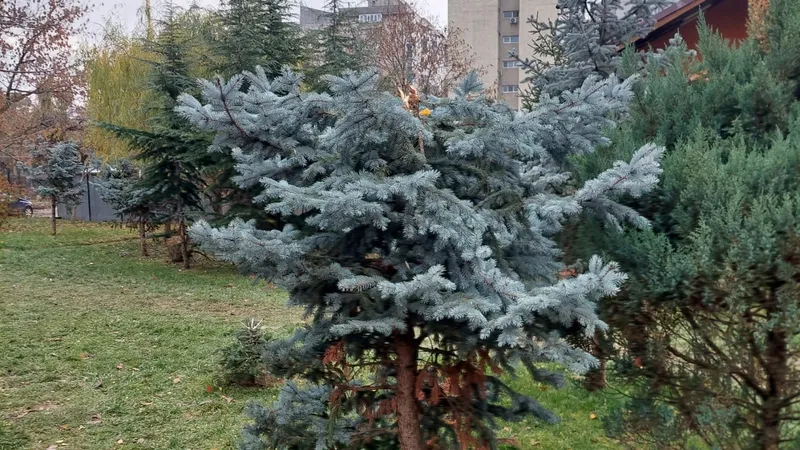Hoții au tăiat vârfurile brazilor din București ca îi împodobească acasă de Crăciun. Au fost alergați prin parcuri, dar nu au fost prinși. - Foto: Facebook / Ciucu