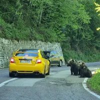 Urșii, fani înfocați ai Raliului Argeșului. / Foto: Vlad Cosma, Facebook