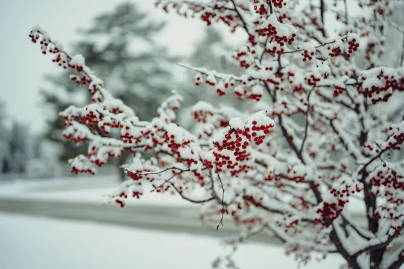 Copaci iarna Foto: PExels (imagine cu rol ilustrativ)