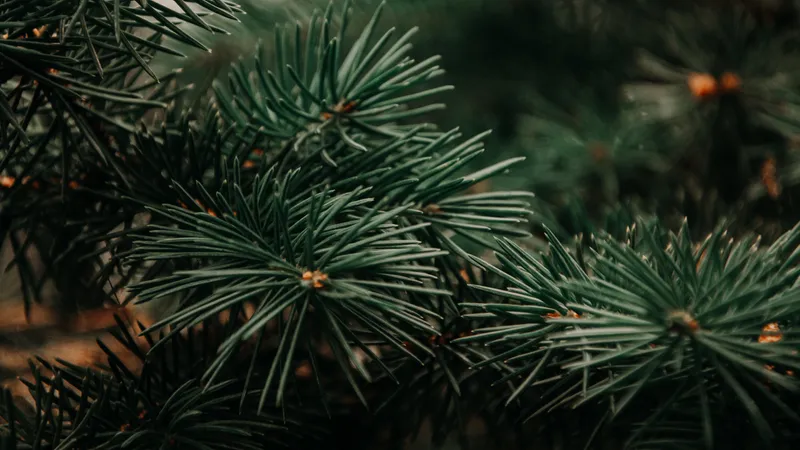 Cât costă cel mai ieftin brad natural de pe piață? Unul cât casa de mare este câteva sute de lei Foto: Pexels (fotografie cu caracter ilustrativ)